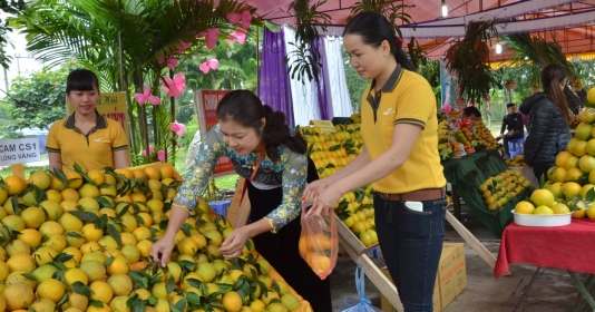 250 gian hàng tham gia Lễ hội cây ăn quả có múi tỉnh Hòa Bình