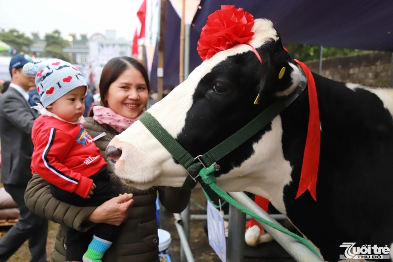 Hội thi Hoa hậu Bò sữa là nơi các hộ nông dân giao lưu, trao đổi kinh nghiệm và có cơ hội tiếp cận với tiến bộ kỹ thuật, công nghệ chăn nuôi tiên tiến