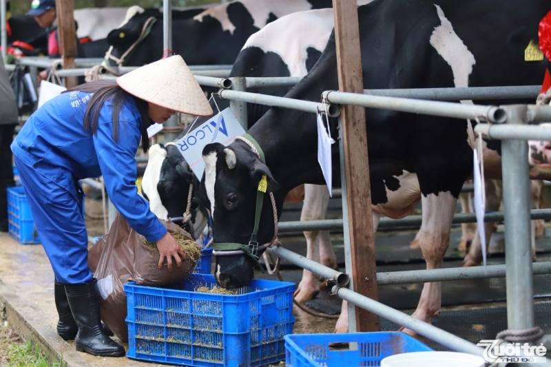 Hội thi Hoa hậu Bò sữa năm nay nhằm đẩy mạnh việc phát triển chăn nuôi theo hướng an toàn sinh học, đảm bảo an toàn dịch bệnh