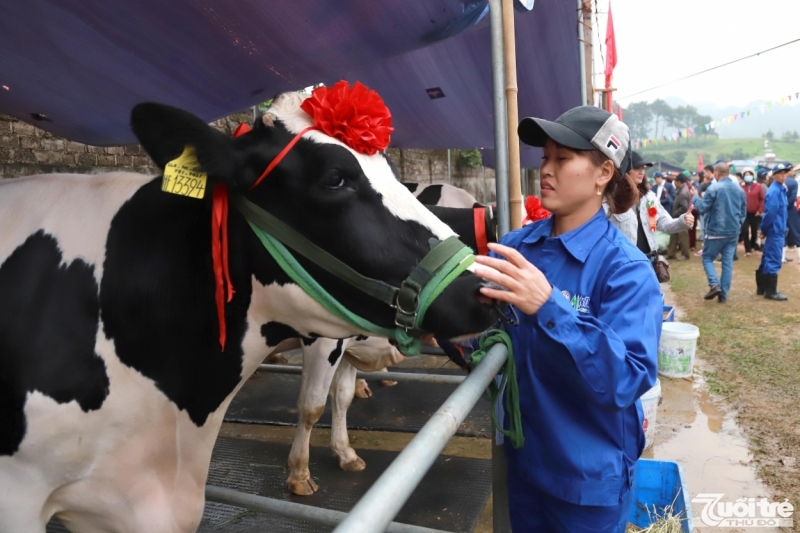 Hội thi Hoa hậu Bò sữa khuyến khích động viên những người chăn nuôi bò sữa, tạo ra phong trào thi đua mạnh mẽ