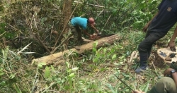 50 ngàn đồng lâm tặc đã có thể đưa gỗ lậu ra khỏi cửa rừng