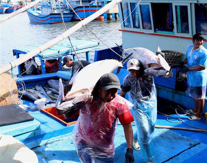 Chấm dứt tình trạng tàu cá đánh bắt hải sản trái phép