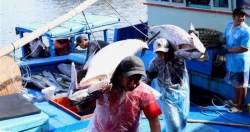 Chấm dứt tình trạng tàu cá đánh bắt hải sản trái phép