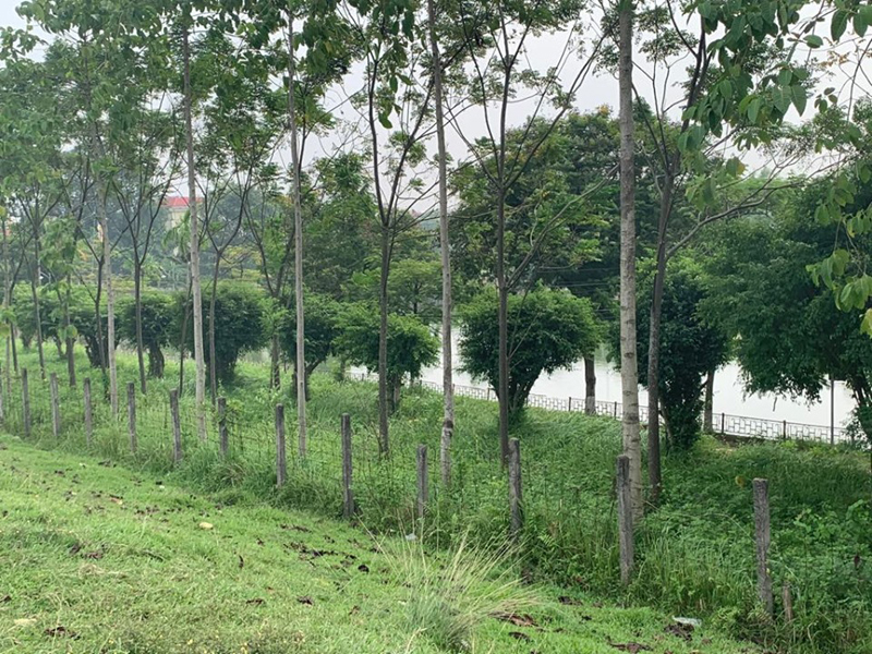 Hàng cây lấy gỗ thuộc khu du lịch sinh thái 12 con giáp ở xã Cao Dương