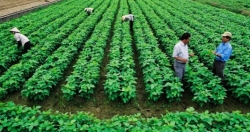 Đề xuất miễn thuế sử dụng đất nông nghiệp đến năm 2030