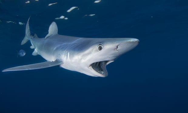 Năm ngoái tại vùng biển Whitsundays cũng xảy ra hai vụ cá mập tấn công du khách. Ảnh: Guardian