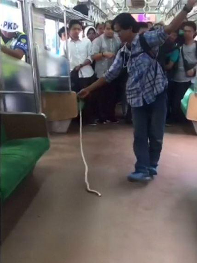 Chàng trai tay không giết rắn dài 1m trên tàu hỏa