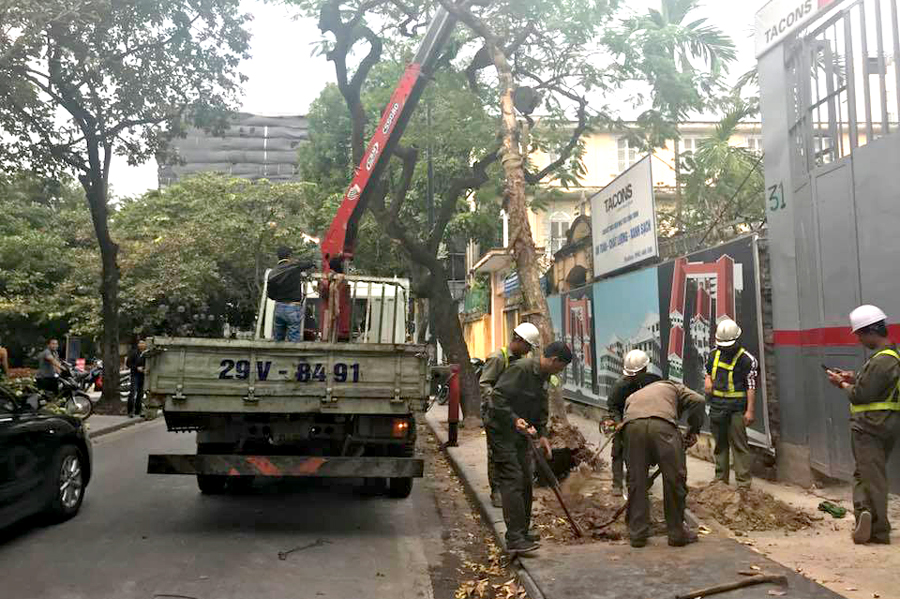 Hà Nội: Cây xanh bất ngờ đổ vào xe ô tô Camry đỗ ở phố Nhà Chung