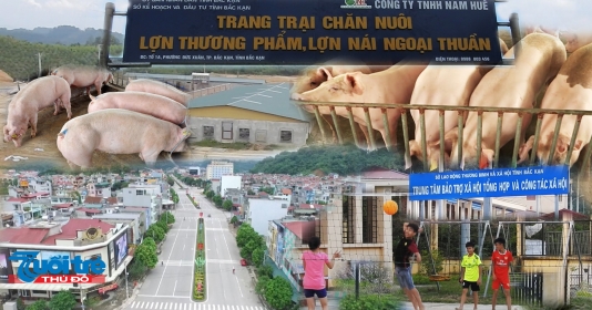 Bắc Kạn: Trang trại lợn 5,6 ha trong lòng thành phố, người dân khốn khổ!