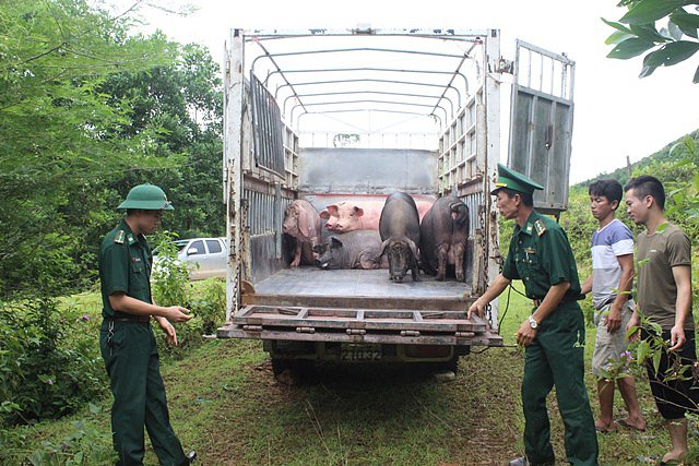 Ngăn chặn buôn lậu, vận chuyển, kinh doanh lợn không rõ nguồn gốc