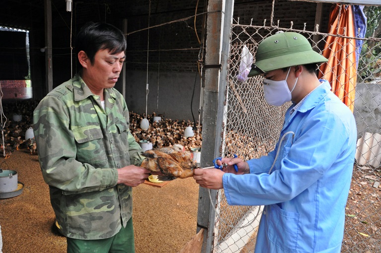 Chủ động phòng chống dịch bệnh cho đàn vật nuôi