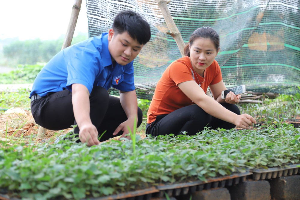 Đoàn viên thanh niên tham gia tìm hiểu, hỗ trợ để phát triển kinh tế