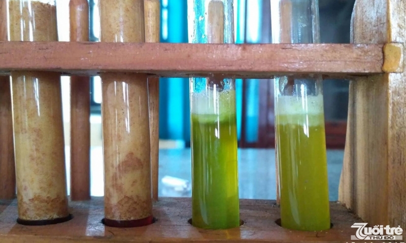 Việc bào chế gel rau má được hai em học sinh nghiên cứu kỹ lưỡng