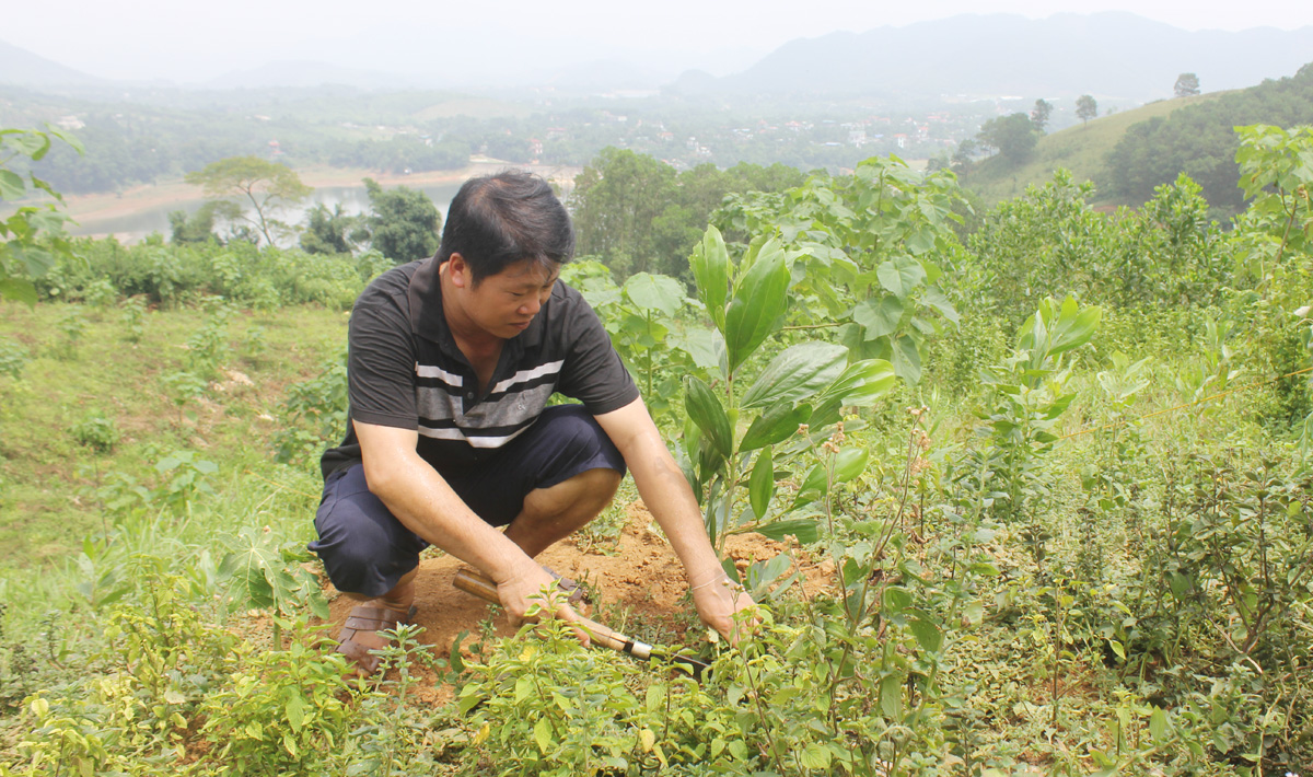 Anh Bùi Văn Thảo chuyển đổi cơ cấu cây trồng sang trồng keo, hông trên diện tích đồi của gia đình