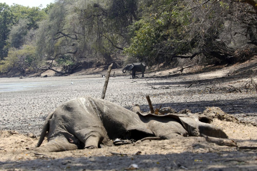 Theo thống kê,105 con voi chết trên khắp Zimbabwe trong mùa hạn hán năm nay. Ảnh: AP