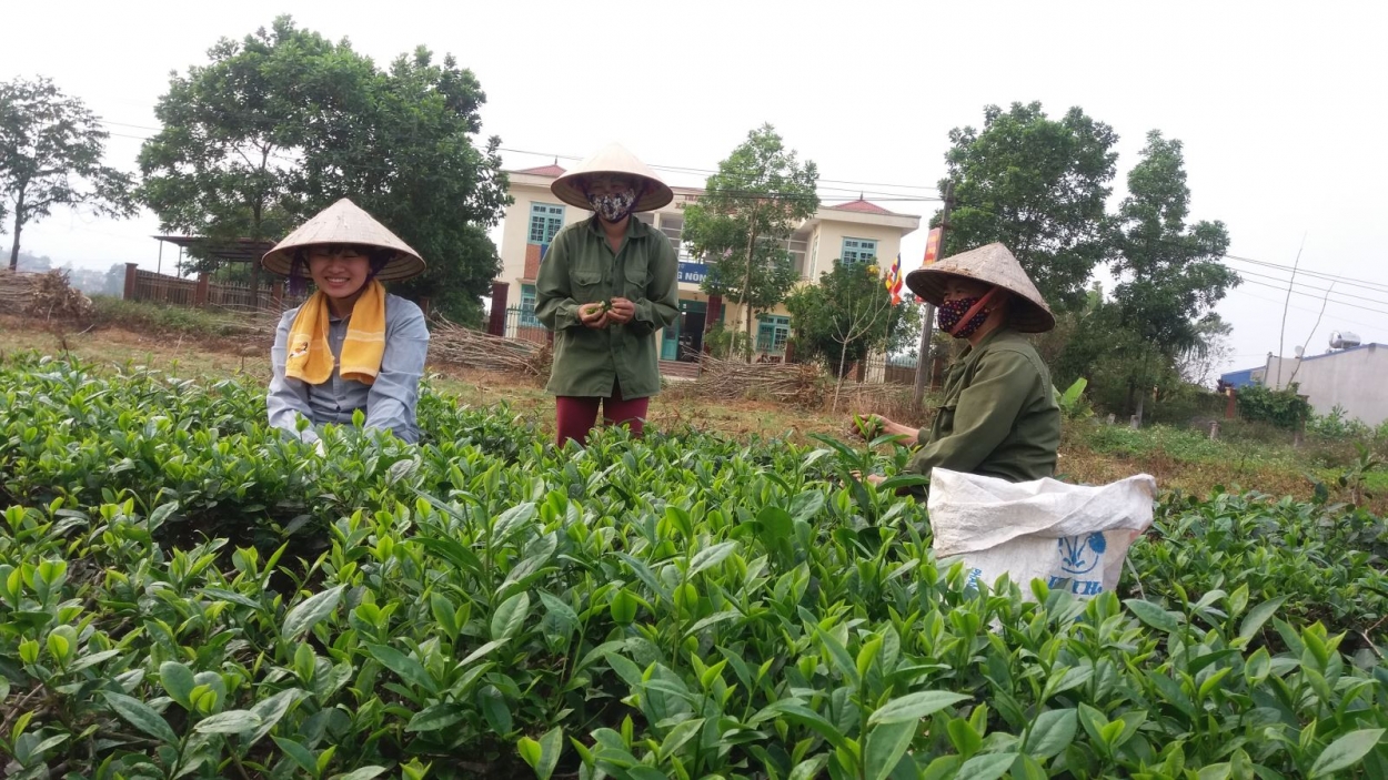 Mô hình trồng chè ứng dụng công nghệ cao của xã Khánh Thượng, huyện Ba Vì