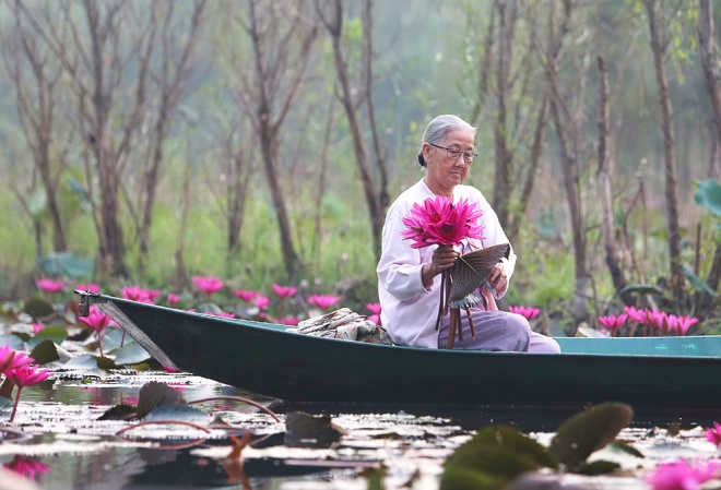 Suối Yến chùa Hương rực rỡ sắc hoa súng ảnh 4