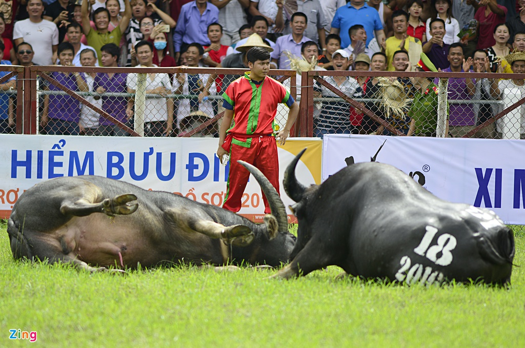 Trau choi Do Son bi huc chet khi vua xung tran hinh anh 3