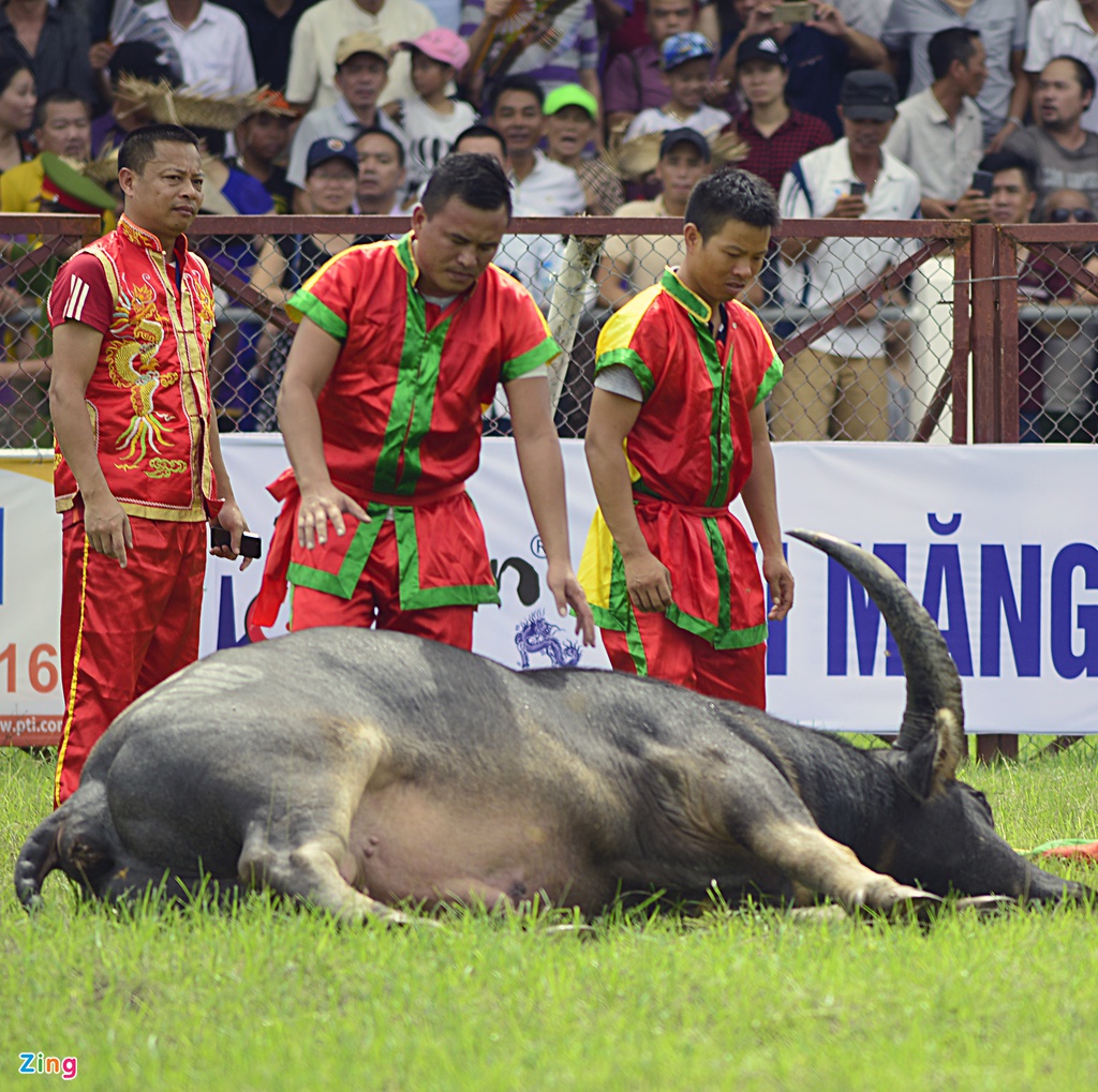 Trau choi Do Son bi huc chet khi vua xung tran hinh anh 4