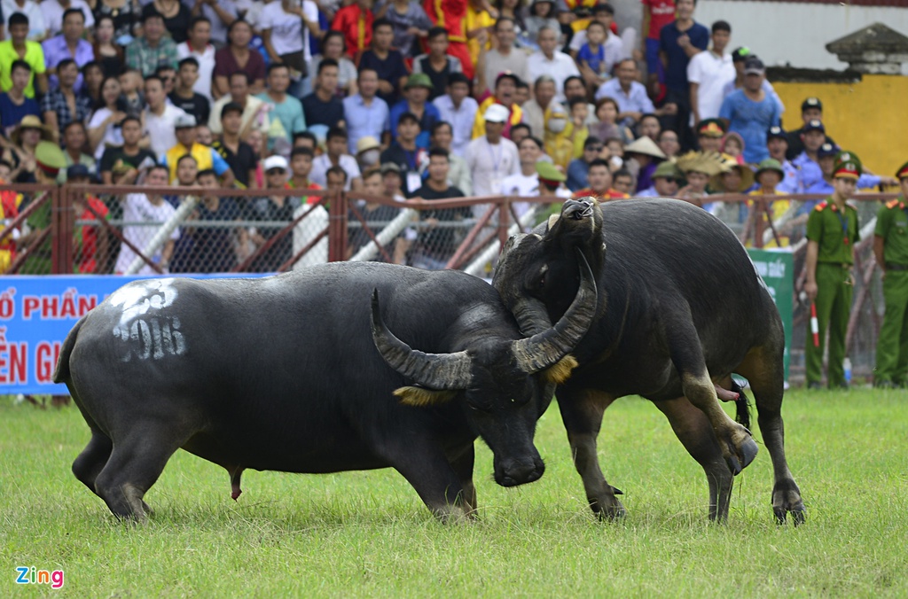 Trau choi Do Son bi huc chet khi vua xung tran hinh anh 11