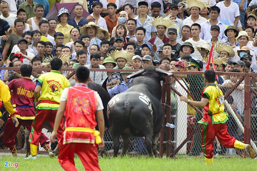 Trau choi Do Son bi huc chet khi vua xung tran hinh anh 14