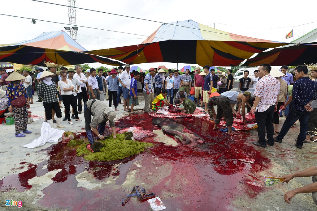 Trau choi Do Son bi huc chet khi vua xung tran hinh anh 17