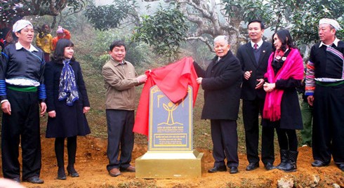 Công nhận 400 cây chè Shan tuyết là cây di sản Việt Nam