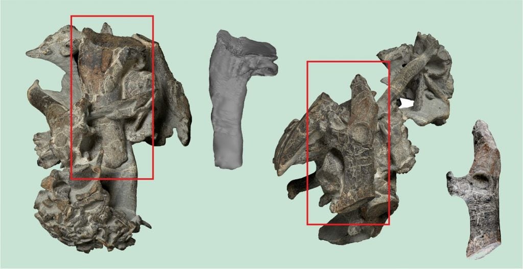 Phát hiện dấu vết chim cánh cụt to bằng người