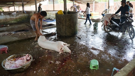 Khó kiểm soát các cơ sở giết mổ gia súc, gia cầm nhỏ lẻ