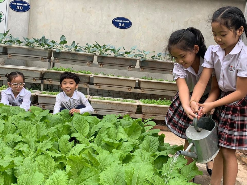 Vườn rau sạch của học sinh trường Tiểu học Chu Văn An (Tây Hồ, Hà Nội)