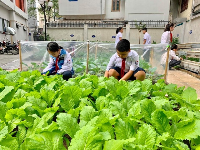 Vườn rau sạch của học sinh trường Tiểu học Chu Văn An (Tây Hồ, Hà Nội)