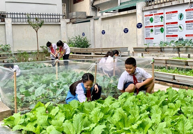 Vườn rau sạch của học sinh trường Tiểu học Chu Văn An (Tây Hồ, Hà Nội)