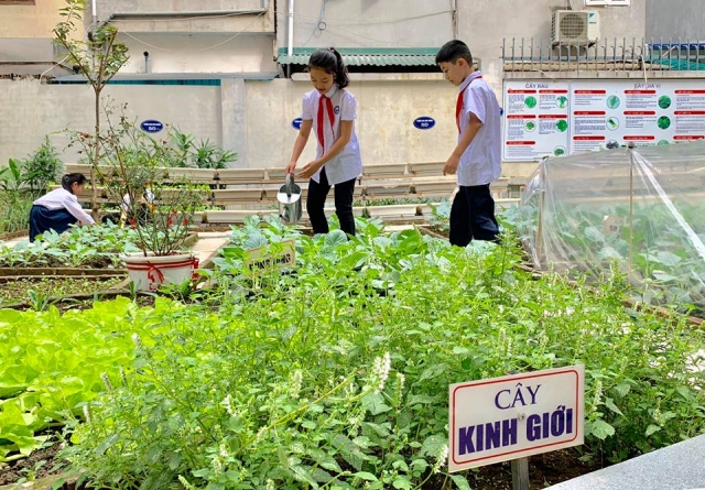 Vườn rau sạch của học sinh trường Tiểu học Chu Văn An (Tây Hồ, Hà Nội)