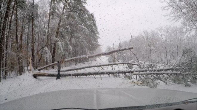 Bão tuyết lớn khiến nhiều cây cối gẫy đổ gây cản trở giao thông. Ảnh: Reuters