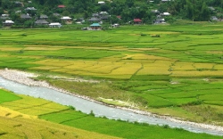 Vĩnh Phúc: Đã chuyển đổi xong 1.353ha đất trồng lúa để làm công trình, dự án