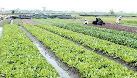 Cánh đồng lớn trồng rau ở Thái Bình (ảnh internet)