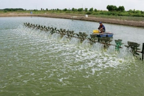 Nuôi trồng thủy sản ở Thái Bình (ảnh internet)