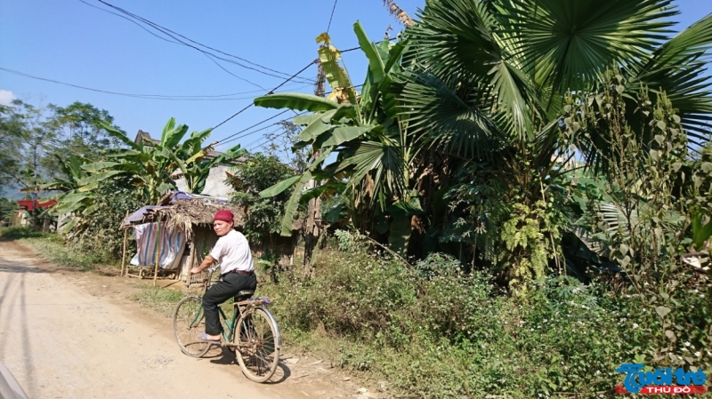 Cây cọ gắn bó với người dân Phú Thọ