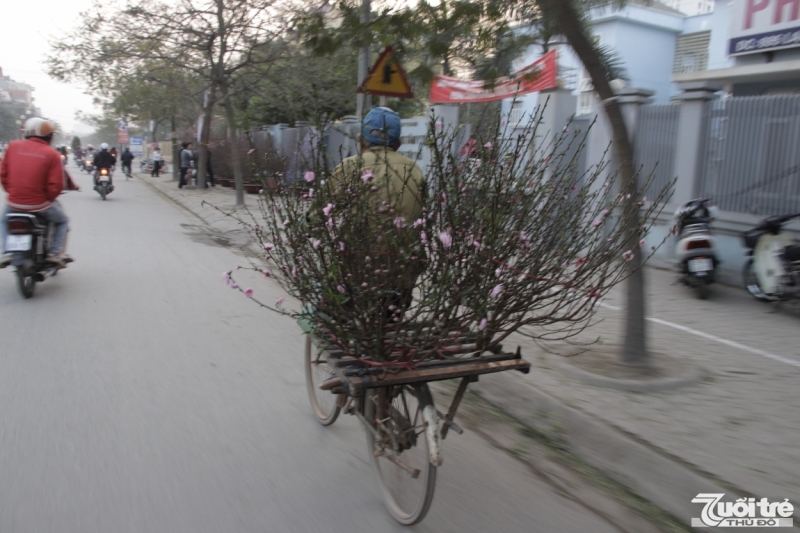 Đào Nhật Tân khoe sắc sớm