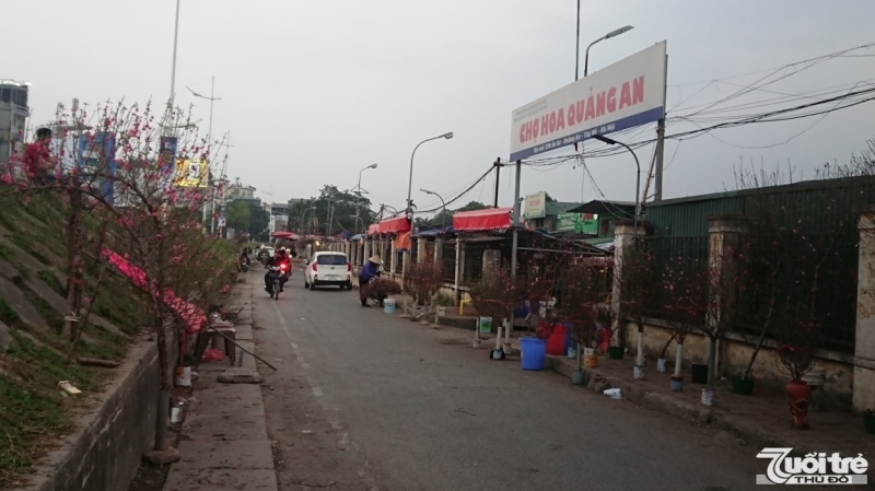 Hoa đào nở sớm được bày bán 2 bên đường