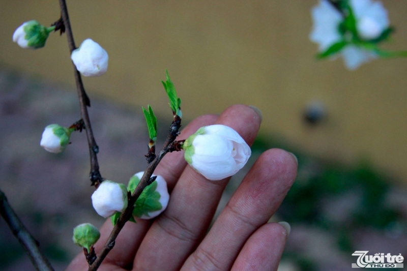 Đào Bạch Lạng Sơn đã bung nụ