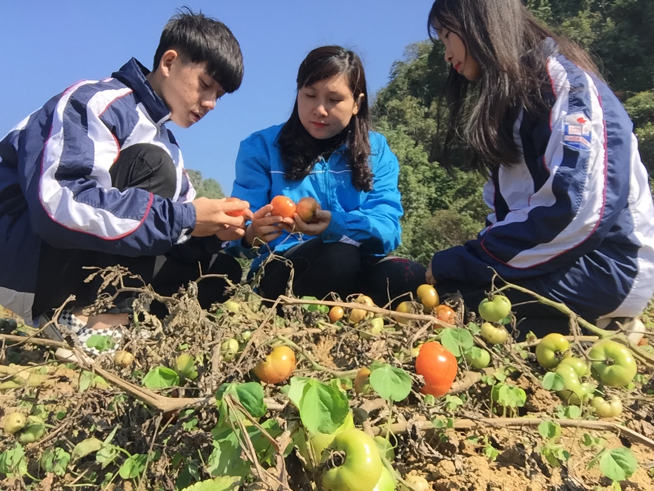 Lạng Sơn: Làm tương cà, học sinh vùng núi đá đạt giải sáng kiến