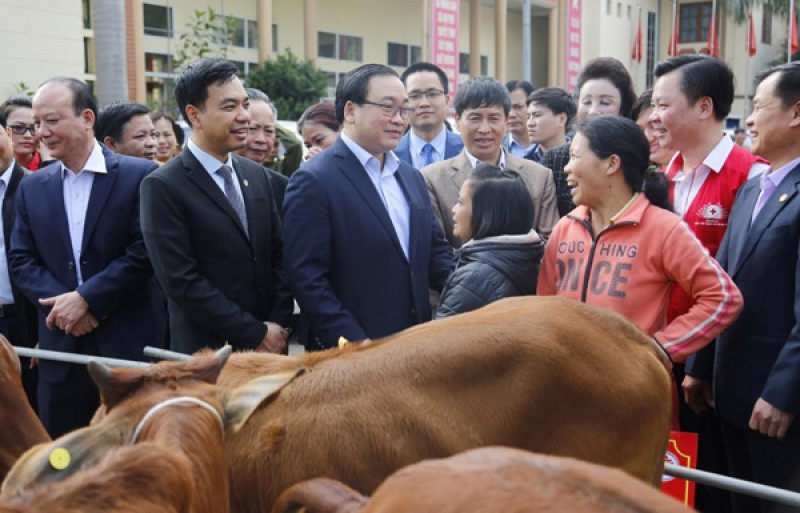 Bí thư Thành ủy Hà Nội Hoàng Trung Hải trao tặng bò sinh sản cho các hộ nghèo của xã An Phú, huyện Mỹ Đức