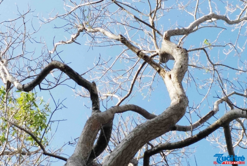 Những gốc chá có tuổi đời hàng chục năm tuổi, với bộ rễ to, bám chặt vào lòng đất tạo thành những hình thù thú vị