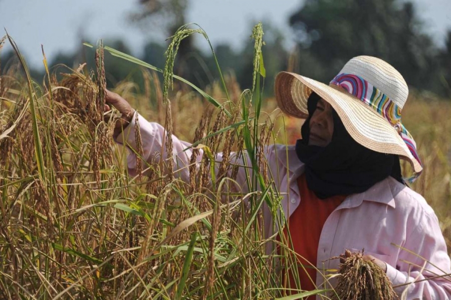 Nông dân đang gặt lúa tại tỉnh Narathiwat, miền Nam Thái Lan. Ảnh: AFP