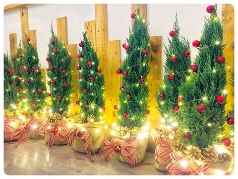 Các loại cây tùng được trang trí để chơi cả dịp Noel, Tết tây và Tết ta