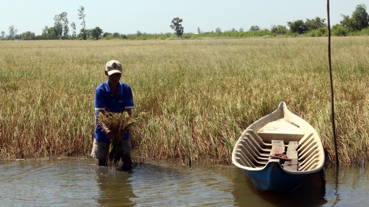 Chủ động phòng chống xâm nhập mặn vùng Đồng bằng sông Cửu Long