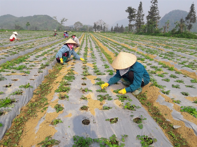 Người nông dân trồng cây dược liệu mang lại nguồn thu nhập lớn