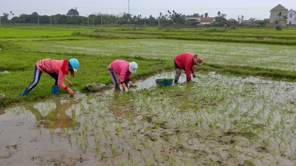 Hà Nội lên phương án đảm bảo đủ nước phục vụ sản xuất nông nghiệp