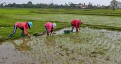 Hà Nội lên phương án đảm bảo đủ nước phục vụ sản xuất nông nghiệp